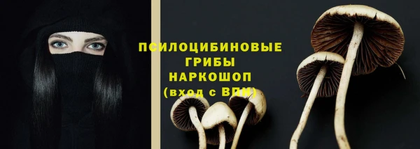 прущие грибы Осташков